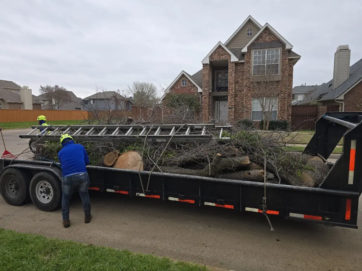 Expert Tree Pest Control with proper safety equipment in Gillham